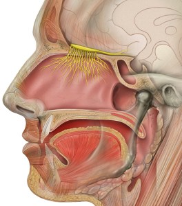 head_olfactory_nerve