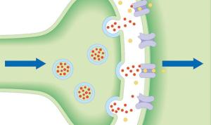 neuromodulatorsequal