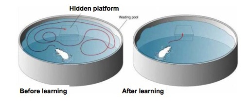 memory-water-maze-setup